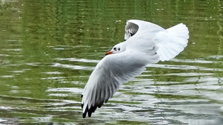 Une autre en plein vol...